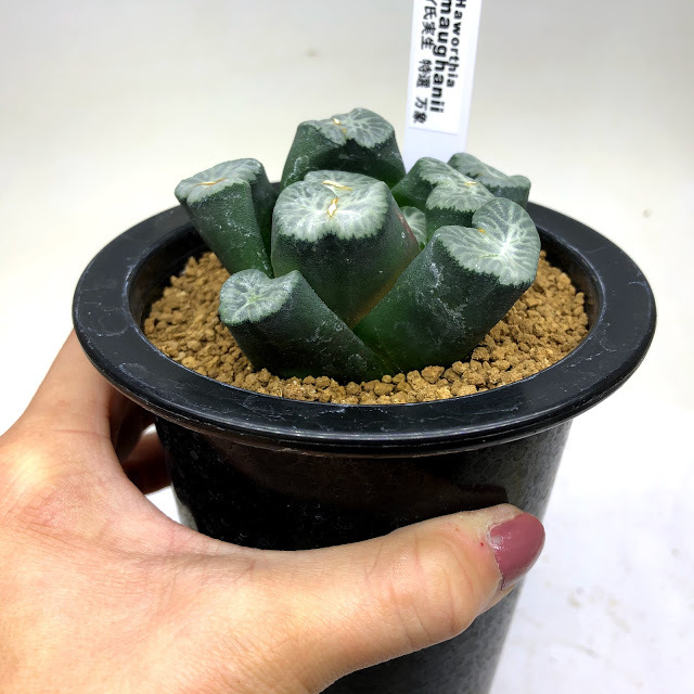 多肉植物：ハオルチア 万象 実生特選*幅7cm 現品！一品限り : 遊恵