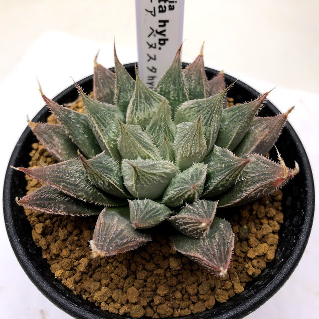 ハオルチア 大型ベヌスタ 糊斑 多肉植物 D51多肉植物 ハオルチア 快克