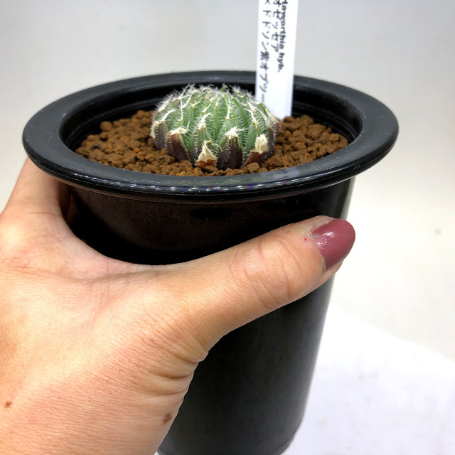 多肉植物：ハオルチア オデッセイ × ドドソン紫オブツーサ*幅4cm