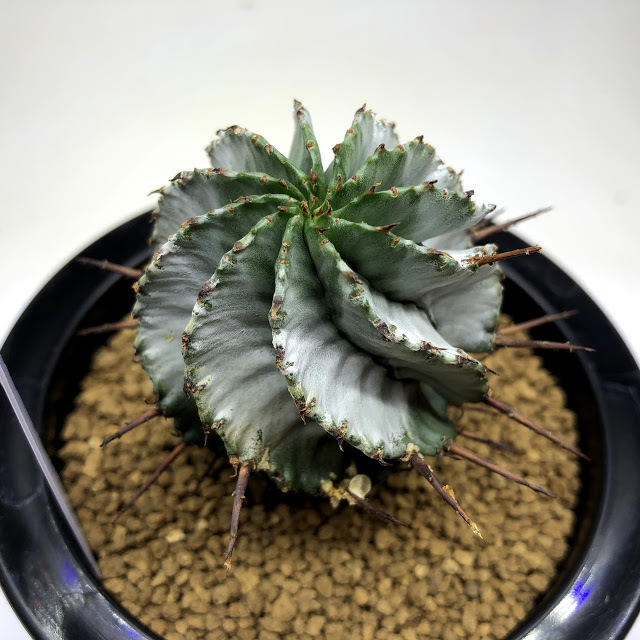 ホリダ　ユーファルビア　　まとめ売り　多肉　アガベ　サボテン 多肉植物：ユーフォルビア ホリダ*S 幅4cm ☆赤松実生 | サボテン