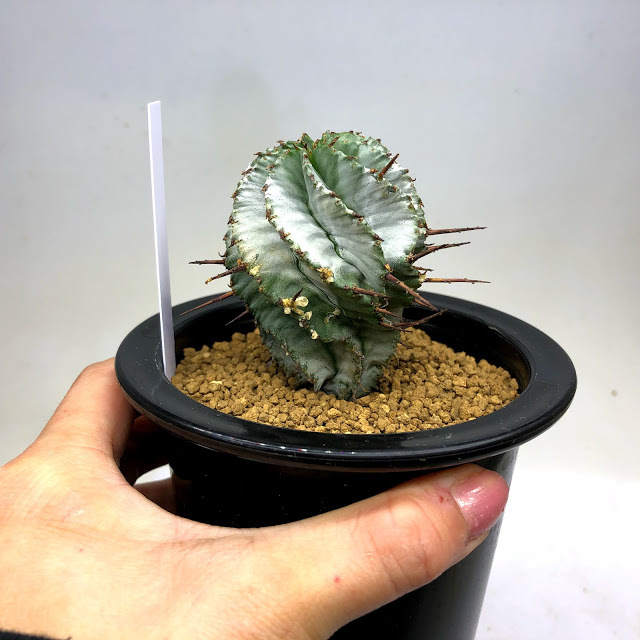 多肉植物：ユーフォルビア ホリダ*幅4.5cm 現品！一品限り : 遊恵