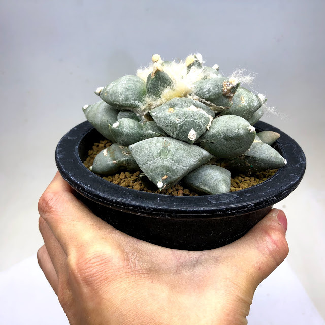 サボテン：アリオカルプス 青磁牡丹*幅11cm 現品！一品限り ※葉に傷