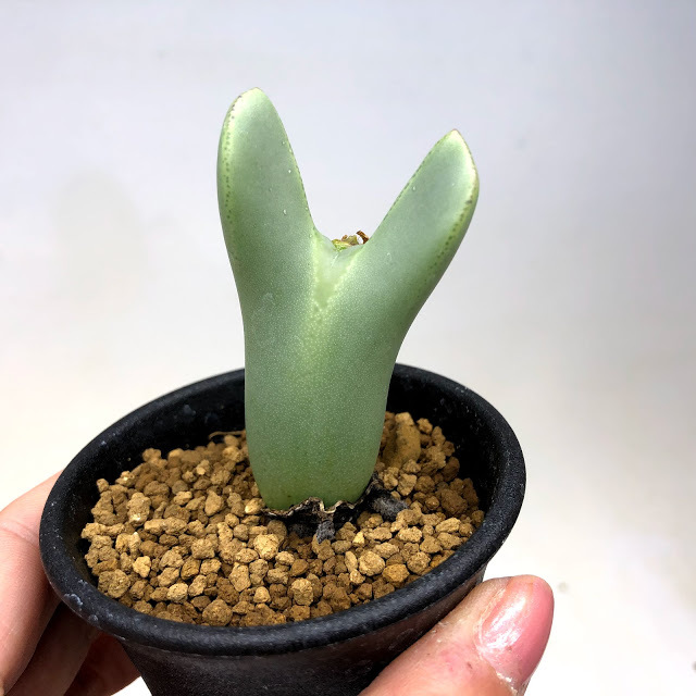 多肉植物：コノフィツム 大槍*幅4cm : 遊恵盆栽 Yahoo!店 - 通販