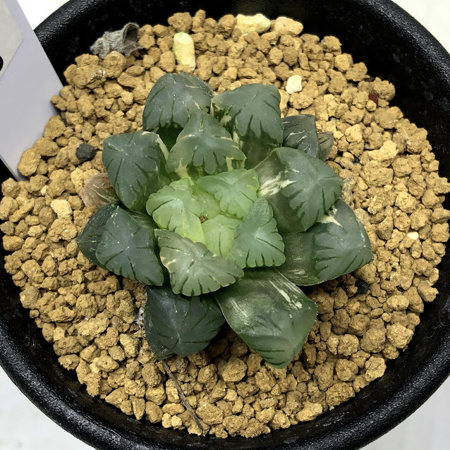 多肉植物：ハオルチア 濃緑肌オブツーサ錦*幅3.5cm 現品！一品