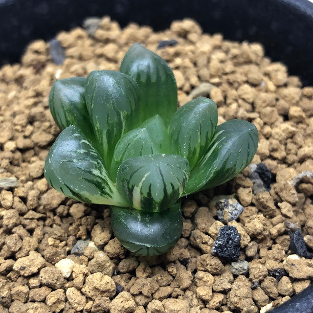 ハオルチア 7種セット　　多肉植物 ハオルチア 7種セット 多肉植物 - メルカリ