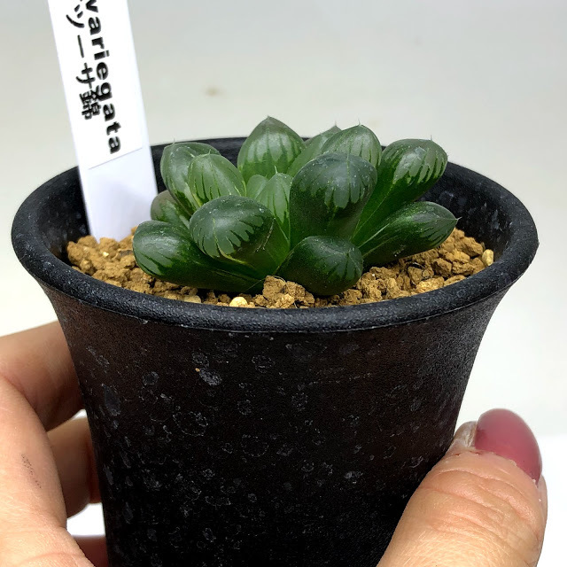 安い，新作】 （≧∇≦）多肉植物 ハオルチア 大型オブツーサ錦 NO.250