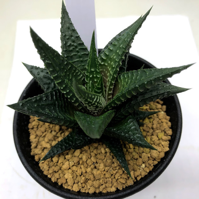 93％以上節約 多肉植物：ハオルチア テネラ 幅3ｃｍ