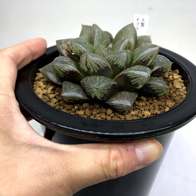 多肉植物：ハオルチア 大紫オブツーサ*幅9cm 現品！一品限り : 遊恵