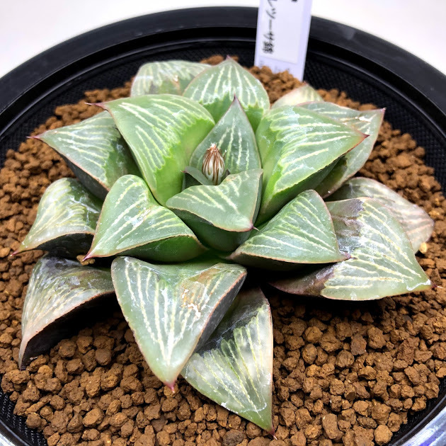 【匿名配送】鉢植え　群生　ハオルチア　斑入り　子株付　観葉植物　レア植物 多肉植物：ハオルチア レツーサ ちょっとだけ斑入り*幅9cm 現品