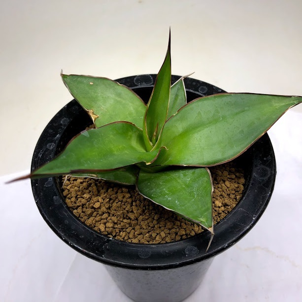 安い購入 多肉植物 アガベ ピグマエア 17ｃｍ 現品 一品限り Agave Pygmae 内祝い Ignitegospelchoir Org