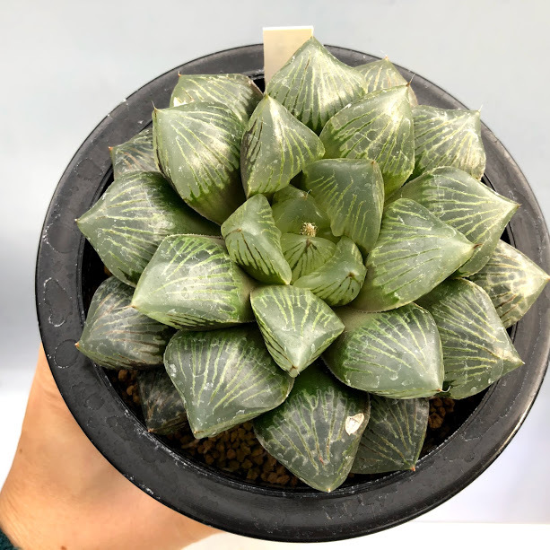 多肉植物：ハオルチア 大紫オブツーサ*幅11cm 現品！一品限り : 遊恵