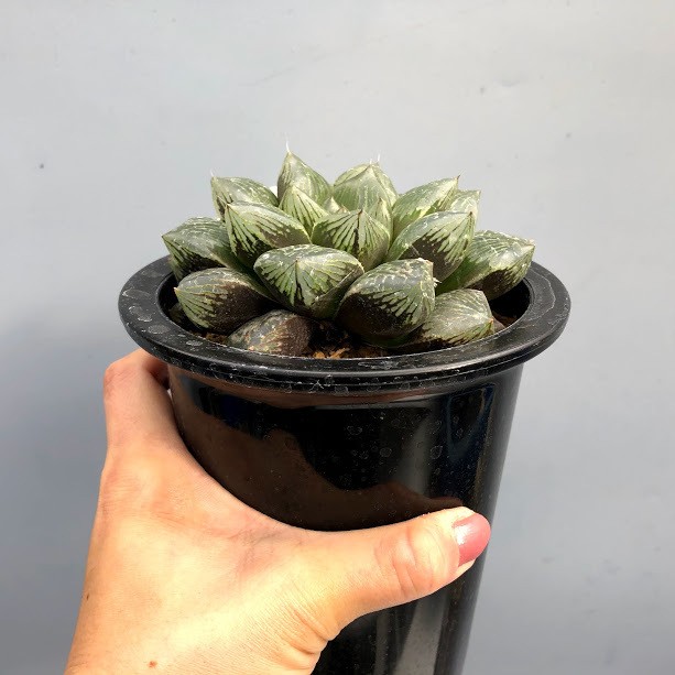 海外最新 多肉植物 ハオルチア 大紫オブツーサ 幅9ｃｍ 現品 一品限り Haworthia Obtusa メール便送料無料 R4urealtygroup Com