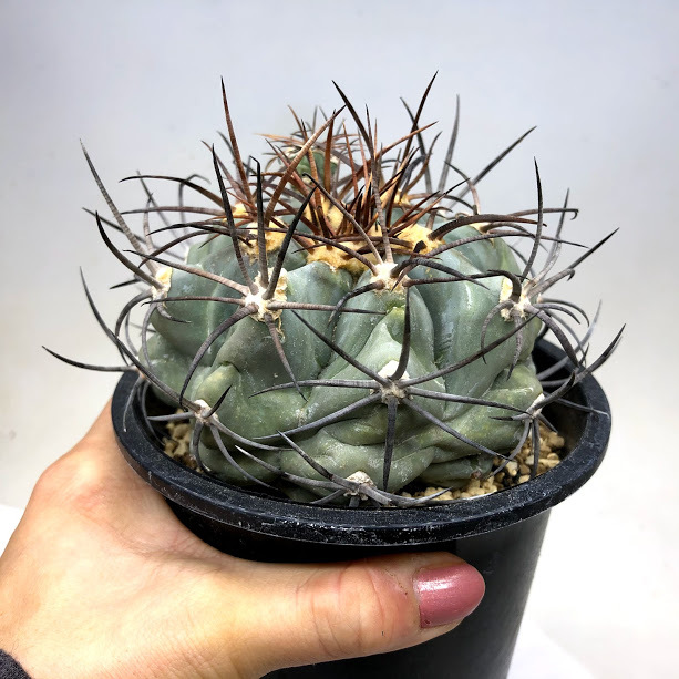 サボテン：エキノカクタス 太平丸 （般若ツギ）*幅9.5cm 現品！一品