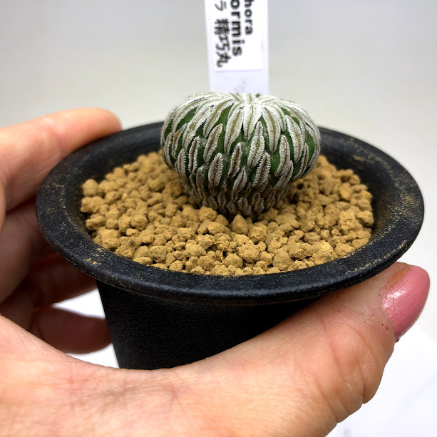 サボテン：ペレキフォラ 精巧丸 自根*幅2.1cm 現品 一品限り : 遊恵