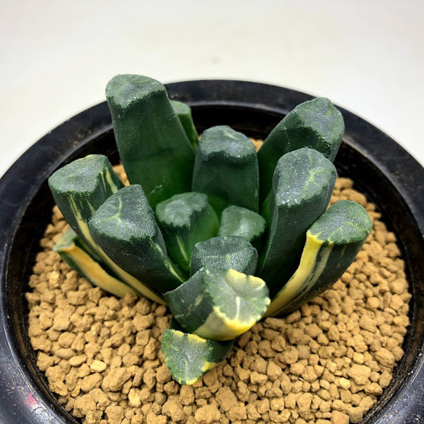 多肉植物：ハオルチア 万象錦*幅6.5cm 現品！一品限り : 遊恵盆栽