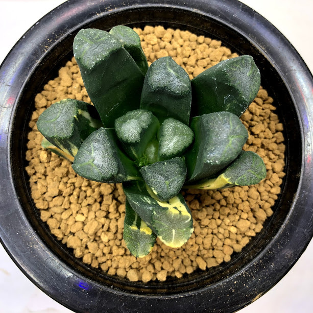 多肉植物：ハオルチア 万象錦*幅6.5cm 現品！一品限り : 遊恵盆栽