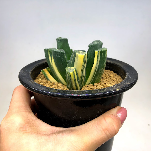 多肉植物：ハオルチア 万象錦*幅6.5cm 現品！一品限り : 遊恵盆栽