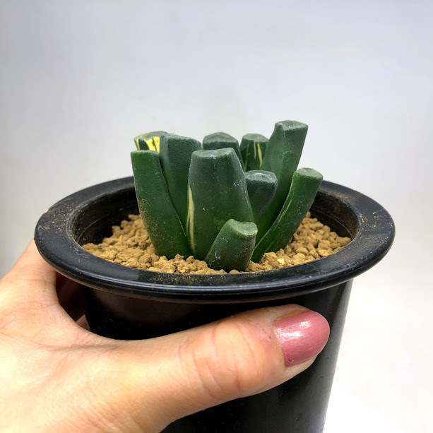 多肉植物：ハオルチア 万象錦*幅6.5cm 現品！一品限り : 遊恵盆栽