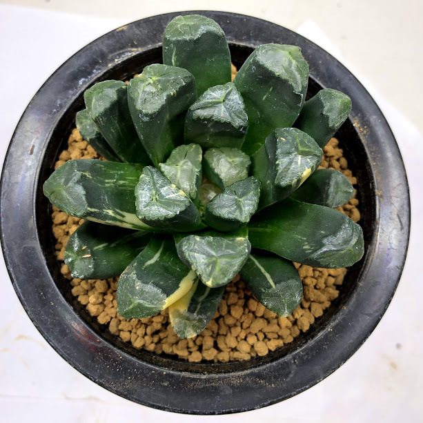 ☆☆万象*飛鳥*実生錦*ハオルチア*錦☆☆ 多肉植物:ハオルチア 万象錦*幅7.5cm 現品!一品限り : 遊恵