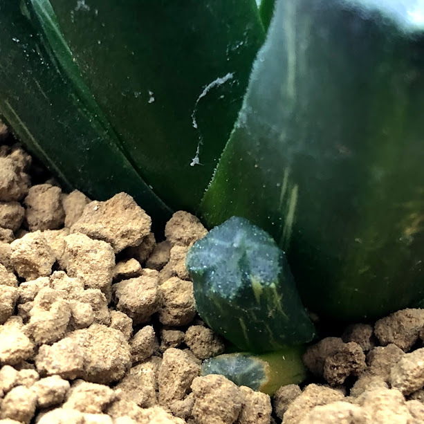 多肉植物：ハオルチア 万象錦*幅6.8cm 現品！一品限り ※斑入りの子株