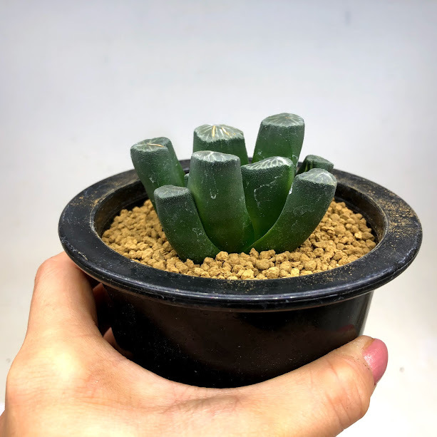 多肉植物：ハオルチア 万象錦*幅6.8ｃｍ 現品！一品限り ※斑入りの子株付き : s10642v : 遊恵盆栽 Yahoo!店 - 通販 -  Yahoo!ショッピング