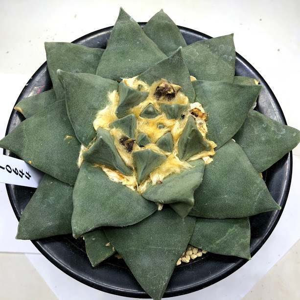 サボテン　アリオカルプス　玉牡丹　降自根 ☆特価☆サボテン：アリオカルプス 玉牡丹 自根 少し中筋あり*幅18cm