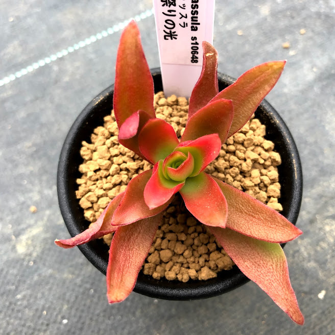 多肉植物：クラッスラ 火祭りの光*幅6cm : 遊恵盆栽 Yahoo!店 - 通販