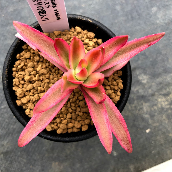 多肉植物：クラッスラ 火祭りの斑入り*幅6cm : 遊恵盆栽 Yahoo!店