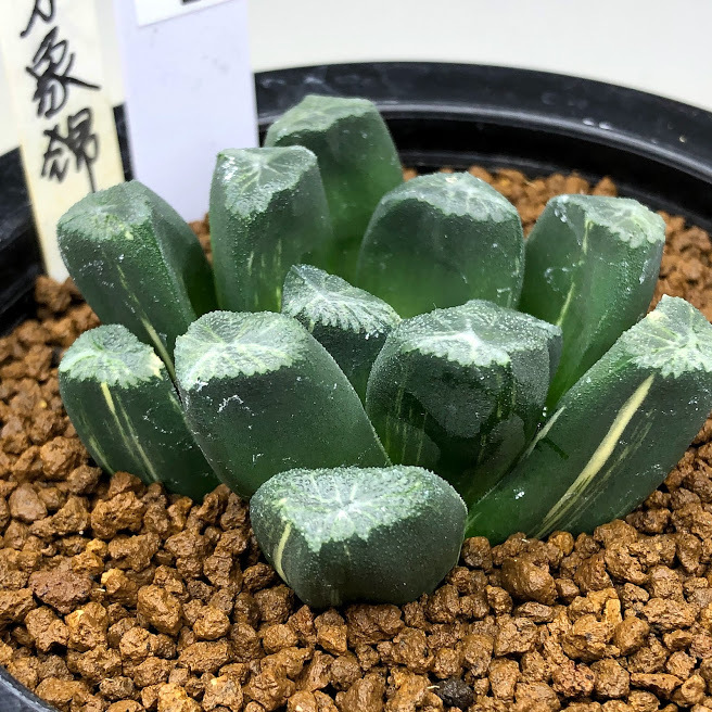 ☆☆万象＊飛鳥＊実生錦＊ハオルチア＊錦☆☆ 多肉植物/ハオルチア】Haworthia ☆万象錦 白妙錦