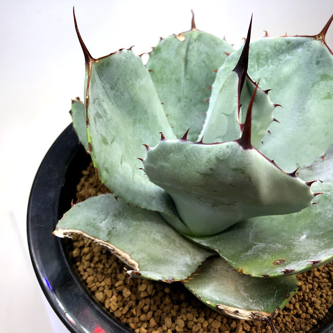 多肉植物：アガベ フレキスピナ（パリー・トルンカータ）*幅19cm
