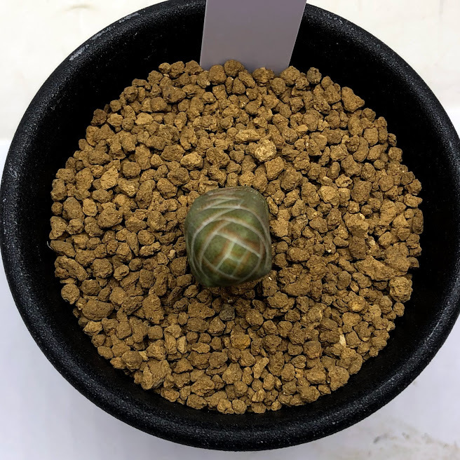 多肉植物：クラッスラ 玉椿*幅1ｃｍ : s10689v : 遊恵盆栽 Yahoo!店 - 通販 - Yahoo!ショッピング