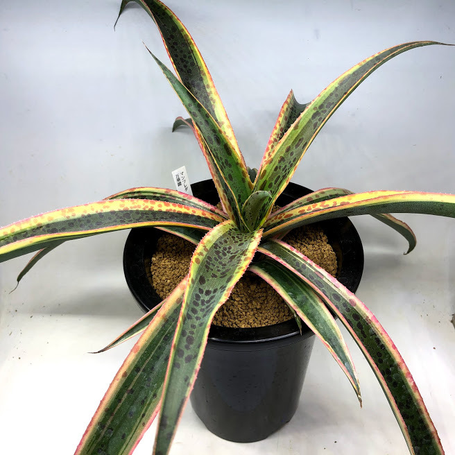 多肉植物：マンガベ カレイドスコープ 万華鏡*幅55cm 現品！一品限り