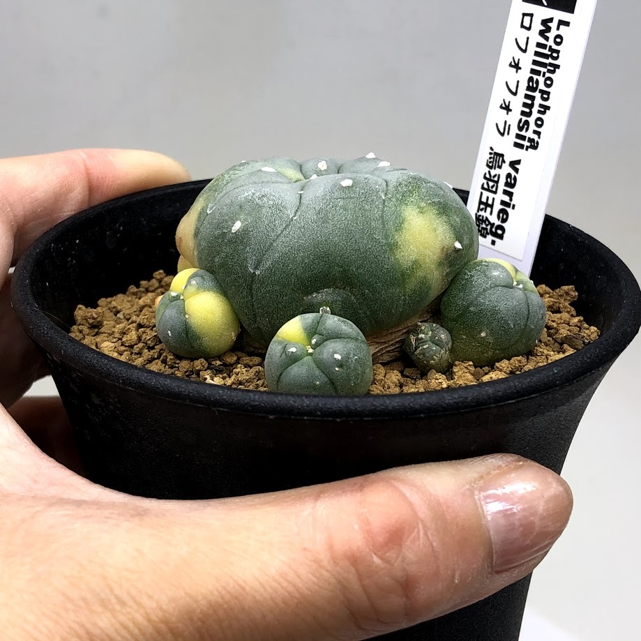 サボテン：ロフォフォラ 烏羽玉錦 自根*幅5cm 現品 一品限り : 遊恵