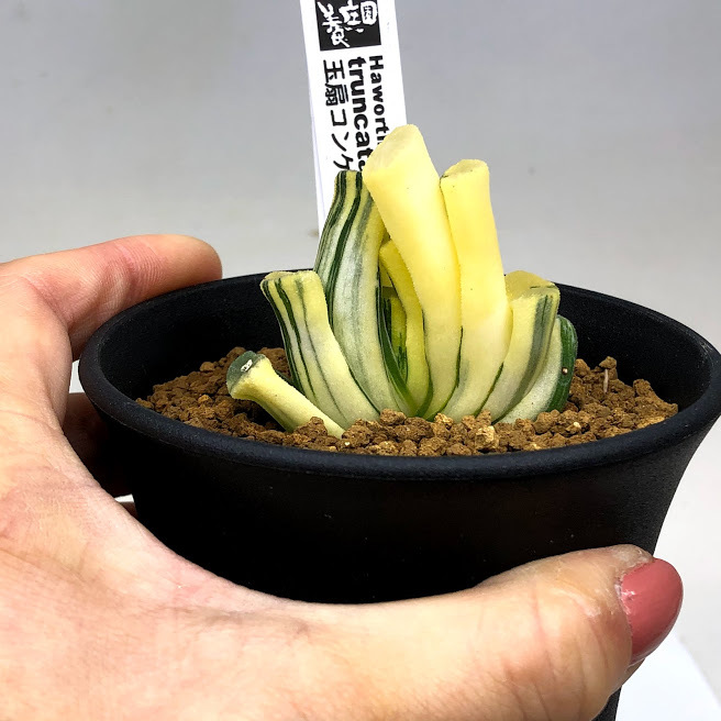 多肉植物：ハオルチア 玉扇錦 コンゲスタタイプ*幅5cm 現品！一品