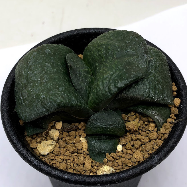 多肉植物：ガステリア 臥牛*幅6.5ｃｍ 現品！一品限り : s10715v : 遊恵盆栽 Yahoo!店 - 通販 - Yahoo!ショッピング