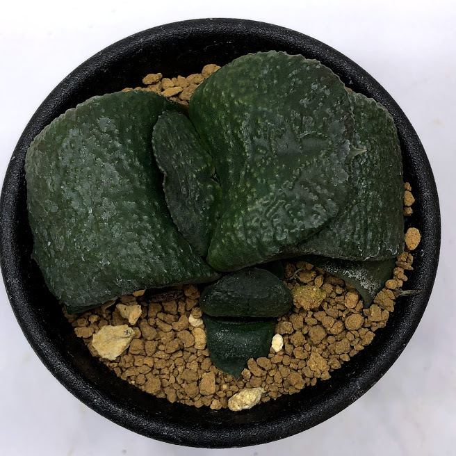 多肉植物：ガステリア 臥牛*幅6.5cm 現品！一品限り : 遊恵盆栽