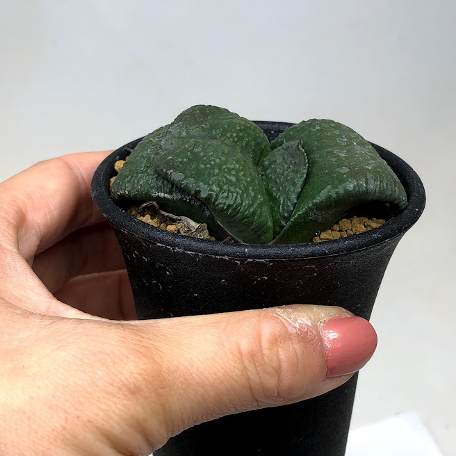 多肉植物：ガステリア 臥牛*幅6.5ｃｍ 現品！一品限り : s10715v : 遊恵盆栽 Yahoo!店 - 通販 - Yahoo!ショッピング