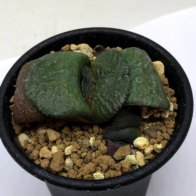 多肉植物：ガステリア 臥牛*幅5.5ｃｍ 現品！一品限り : s10725v : 遊恵盆栽 Yahoo!店 - 通販 - Yahoo!ショッピング