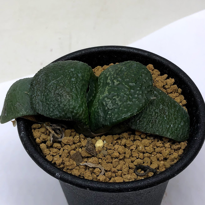 多肉植物：ガステリア 臥牛*幅7cm 現品！一品限り : 遊恵盆栽 Yahoo