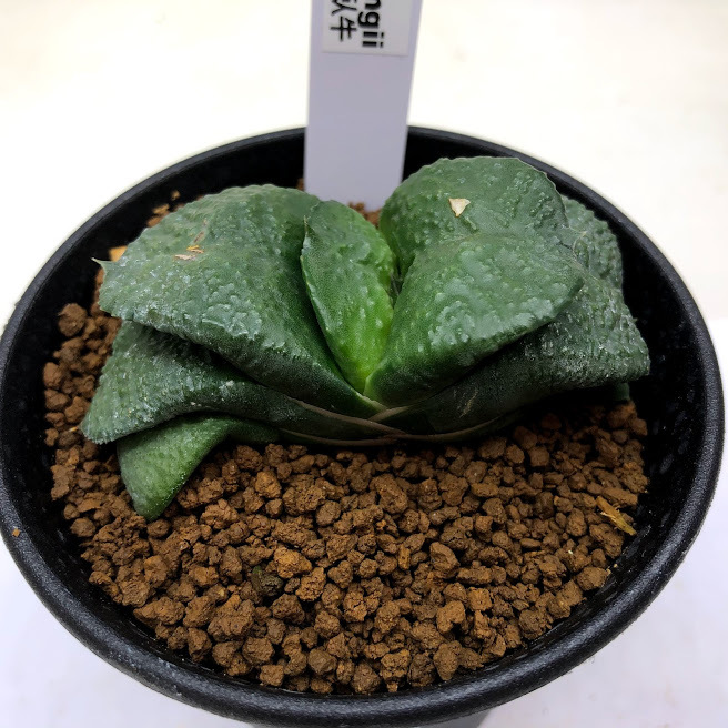 多肉植物：ガステリア 臥牛*幅7.5ｃｍ 現品！一品限り - サボテン