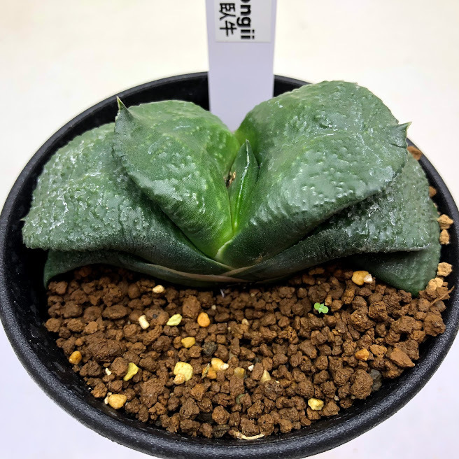 多肉植物：ガステリア 臥牛*幅8cm 現品！一品限り : 遊恵盆栽 Yahoo