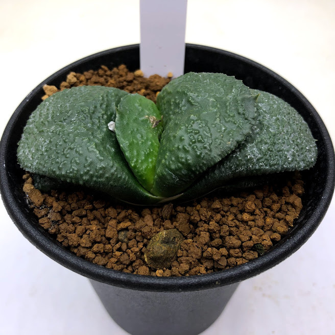 多肉植物：ガステリア 臥牛*幅8ｃｍ 現品！一品限り - サボテン、多肉植物