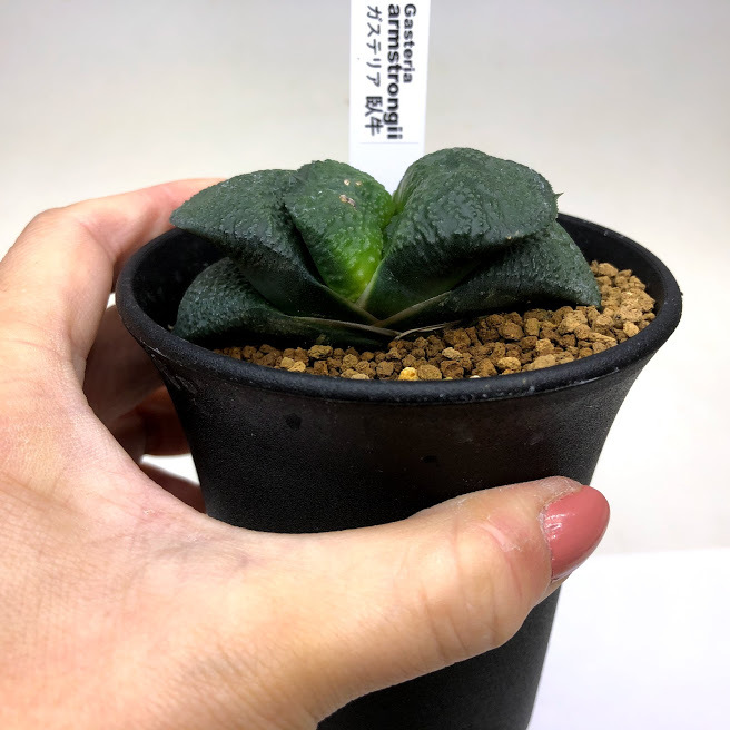 多肉植物：ガステリア 臥牛*幅7ｃｍ 現品！一品限り : s10745v : 遊恵盆栽 Yahoo!店 - 通販 - Yahoo!ショッピング