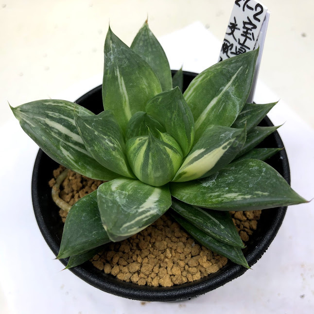 多肉植物：ハオルチア 宝草交配錦*幅9ｃｍ 現品！一品限り : s10757v : 遊恵盆栽 Yahoo!店 - 通販 - Yahoo!ショッピング