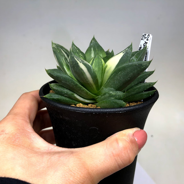 多肉植物：ハオルチア 宝草交配錦*幅9cm 現品！一品限り