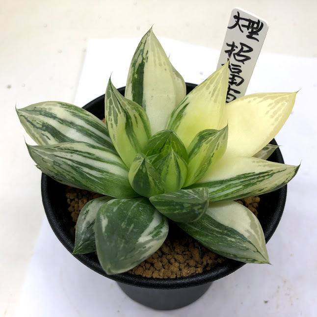 21c ハオルチア　多肉植物　南亜の星錦　自家繁殖 21c ハオルチア 多肉植物 南亜の星錦 自家繁殖 21c ハオルチア 多肉植物 南