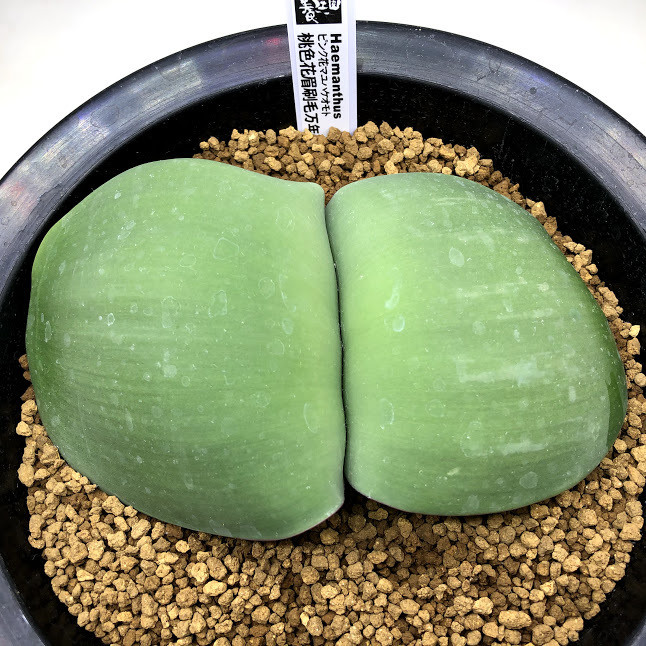 球根植物：桃色花マユハケオモト*葉幅13cm : s10768v : 遊恵盆栽 Yahoo!店 - 通販 - Yahoo!ショッピング