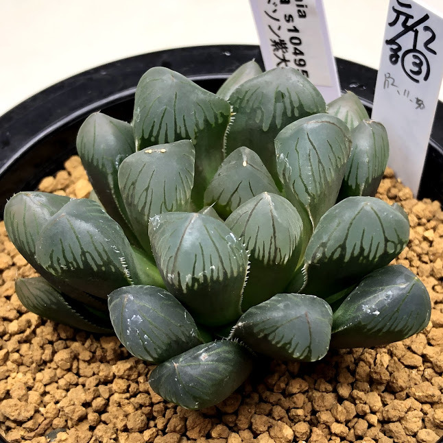 ハオルチアセット　12株　大特価 多肉植物10種類ハオルチアセット | 群馬県太田市 | ふるさと納税