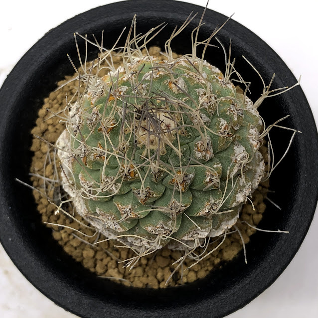 ストロンボカクタス　２種類セット　１株ずつ Storombocactus disciformis【ストロンボカクタス・菊水・実生