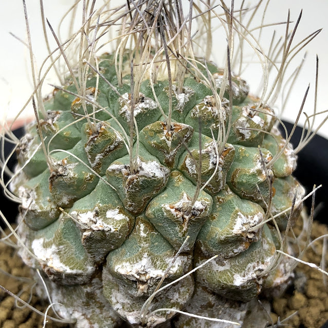 ストロンボカクタス　２種類セット　１株ずつ Storombocactus disciformis【ストロンボカクタス・菊水・実生
